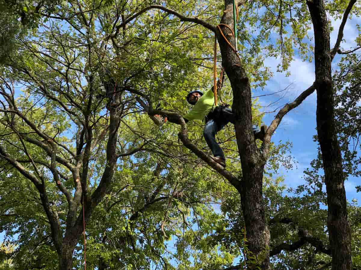 Reliable Tree Trimming and Removal Services from King Tree Services