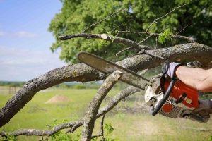 Emergency Tree Removal Service in Jackson MI Available 24 7