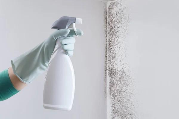 Local Henrico Mold Remediation Service with Experienced Specialists