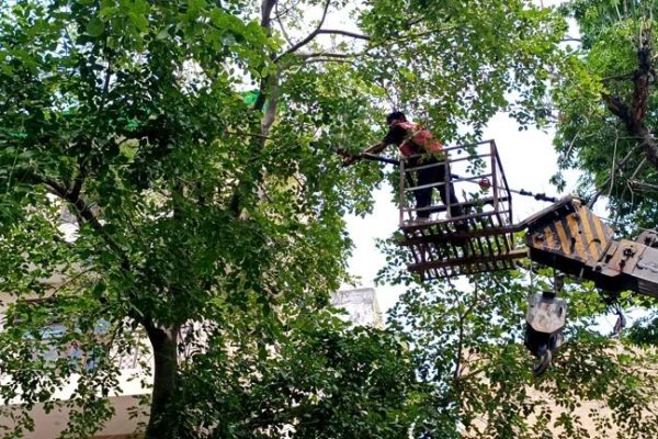 Local Tree Service Near Me Offering Affordable Tree Care Options