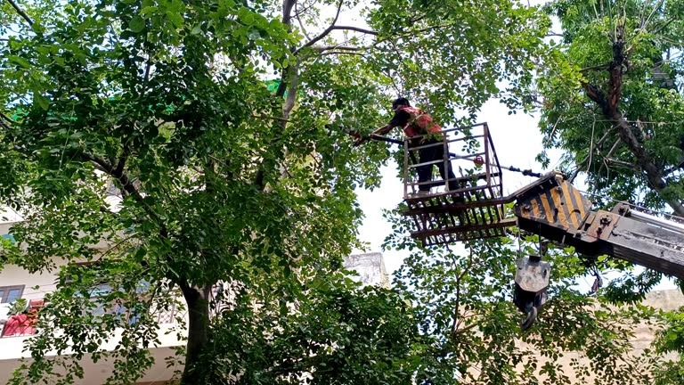 Local Tree Service Near Me Offering Affordable Tree Care Options