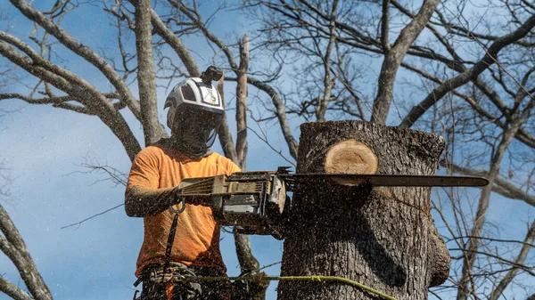 Reliable Stump Grinding in Springfield IL by Experienced Specialists