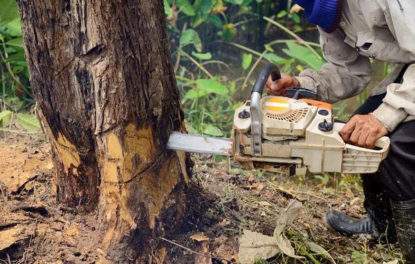 Affordable Shelton WA Tree Removal Services You Can Trust