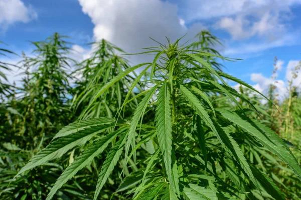 Key Factors to Consider When Buying Hemp Products Online