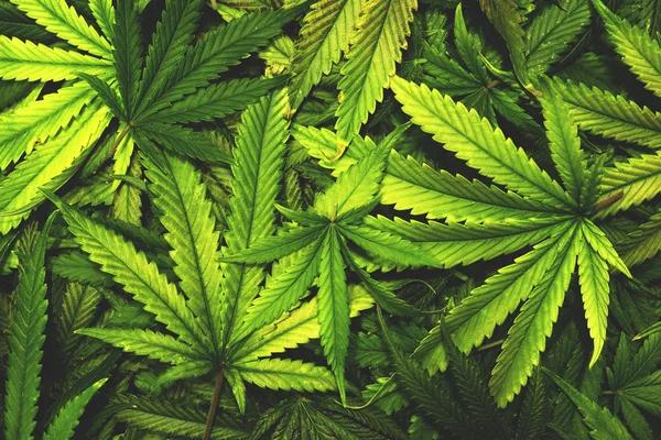 What Consumers Should Know About Delta-8 THC Products