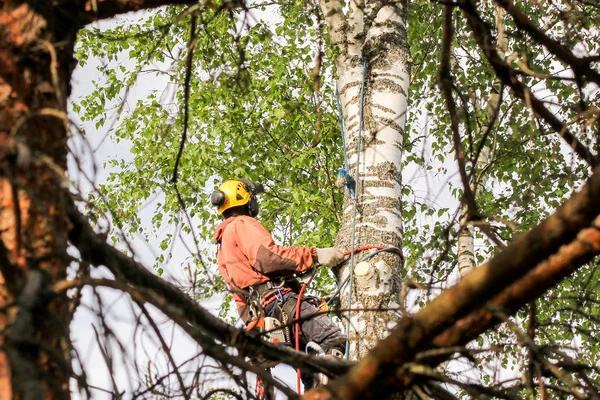 Complete Property Care With tree service South Lake Tahoe Specialists